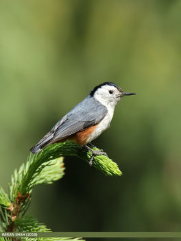 White-cheeked Nuthatch (Sitta leucopsis) - бесплатный image #459213